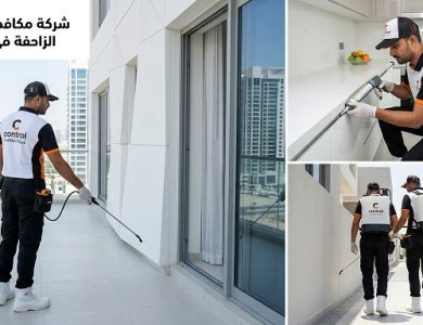 شركة مكافحة الحشرات الزاحفة في عجمان