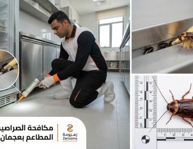 شركة مكافحة الصراصير في عجمان